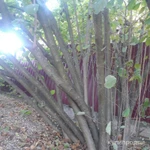 Фото №2 Отдам садовые деревья на дрова и др. Есть большие деревья - бесплатно