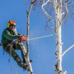 Спил аварийных деревьев