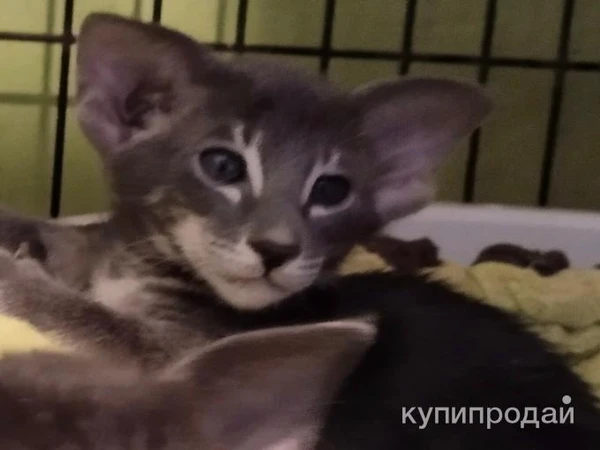 Фото Угольный ориентал