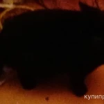 Фото №3 Чёрный британский котик, 6 месяцев, ктроткошерстный, красивый, чистопородный