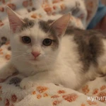 Фото №4 Котенок Марсик в добрые руки