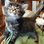 Фото №2 кошечка