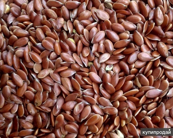 Фото Лен масличный