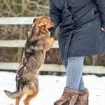 Фото №2 Домашний некрупный песик-подросток Каштан в добрые руки