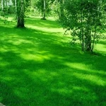 Фото №2 Покос травы, спил деревьев и кустарников