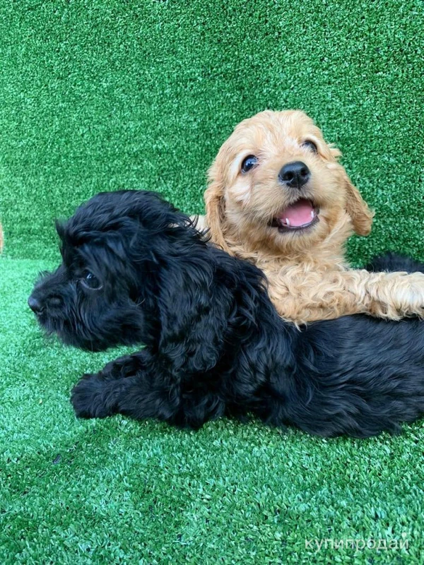 Фото Кокапу