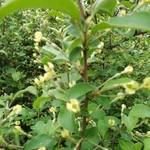 Фото №9 Саженцы плодовых растений