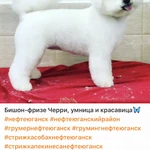 Фото №13 Стрижка/груминг собак в Нефтеюганске