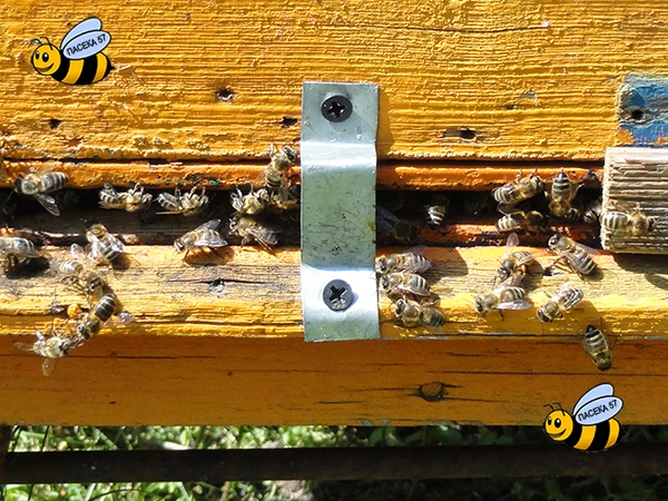 Фото Пчелы среднерусской породы в Санкт-Петербурге 2026 г.