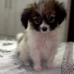 Фото №4 Щенки папильона