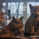 Фото №7 Котята породы “Русская голубая"