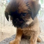 Фото №11 Продам щенка