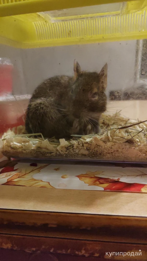 Фото Продам дегу