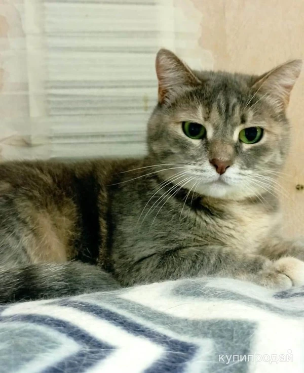 Фото Алиса ждет любящих родителей