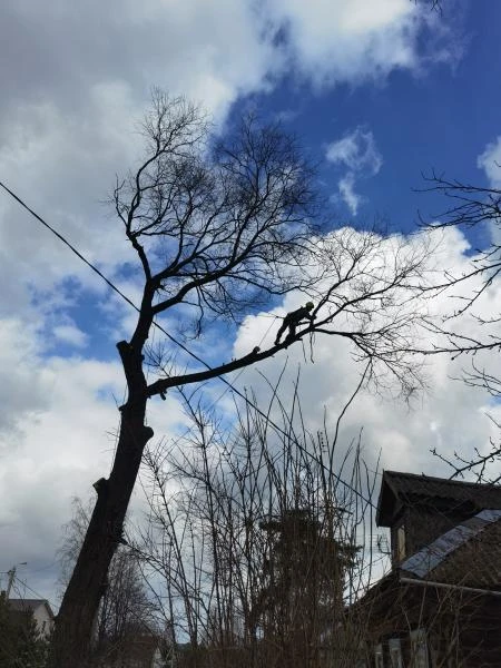 Фото Удаление деревьев пней аренда измельчителя веток 