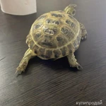 Фото №4 Продам Черепаху