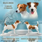 ✅ Ветеринарный паспорт