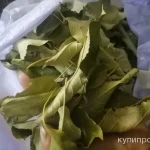 Фото №2 Яблони листья. Цена за 100 грамм.