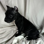 Фото №5 Продам щенков Американской булли