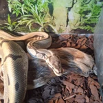 Фото №2 Королевский питон