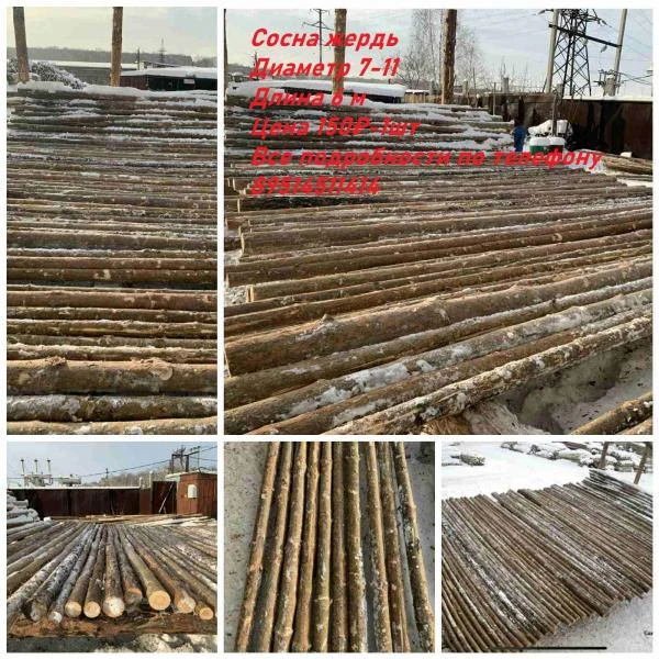 Фото ЖЕРДИ СОСНОВЫЕ
