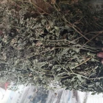 Фото №3 Болиголов. Цена за 100 грамм.