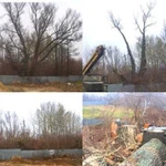 Спиливание деревьев в Воронеже