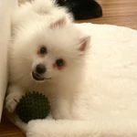 Фото №3 Шпиц, японский шпиц (щенок)