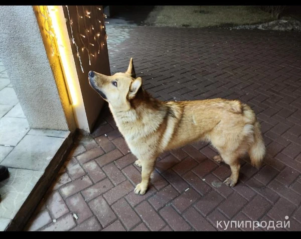 Фото Собака рыжик ищет дом и зободливых хозяев
