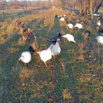 Фото №2 Индюки