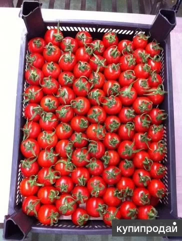 Фото Помидоры оптом из Турции