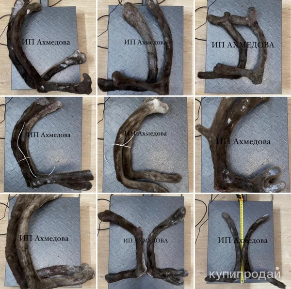 Фото Продаем Панты Северного оленя