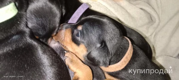 Фото Щенок Цвергпинчера