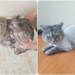 Фото №4 Стрижка собак. Стрижка кошек.