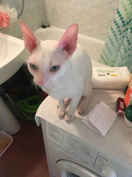 Фото Вязка кошки