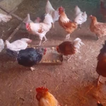 Фото №2 Петухи