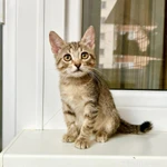 Фото №7 Маленькая котёнка Тина в добрые руки