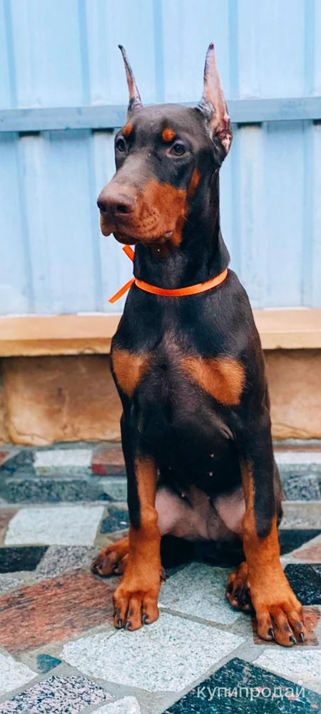 Фото Щенки добермана РКФ