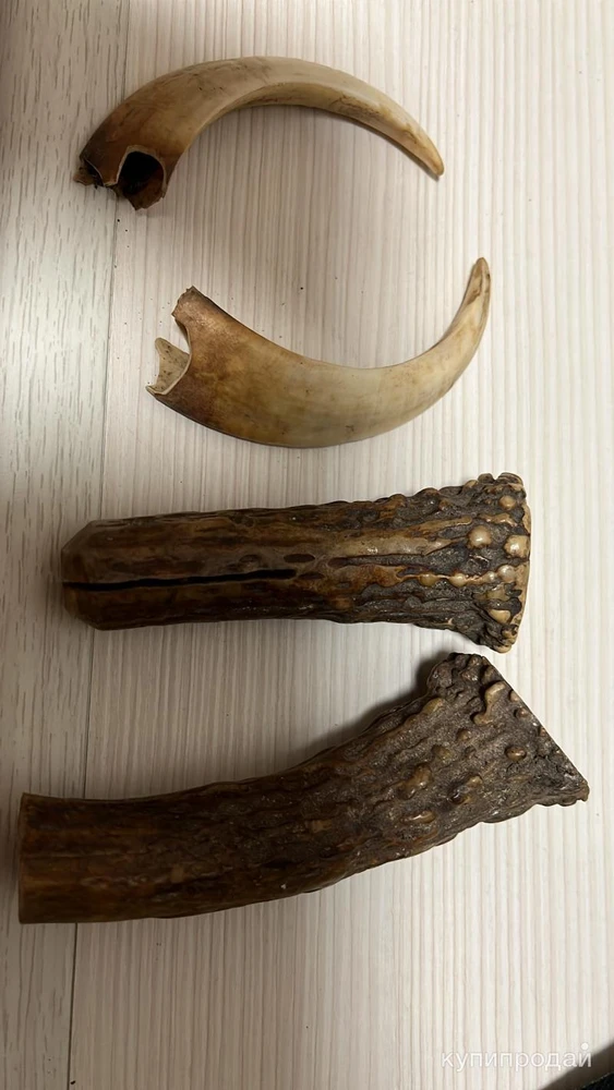 Фото Когти медведя и отрезки Рогов