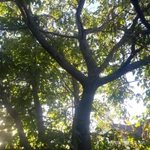 Фото №3 Отдам садовые деревья на дрова и др. Есть большие деревья - бесплатно