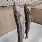 Фото №4 Стерлядь Горячего копчения.