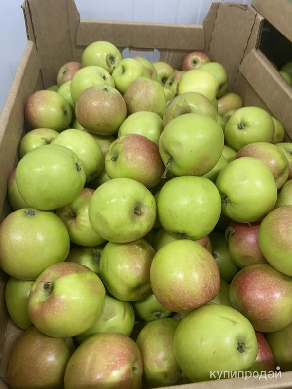 Фото Яблоки от товарного производства