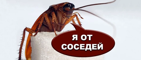 Фото Уничтожение насекомых