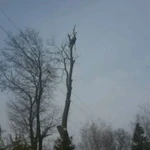 Фото №4 Удаление деревьев