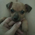 Фото №5 Продам щенков.