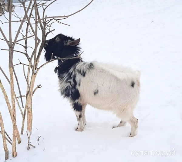 Фото Продам козла камеруно-нигерийского