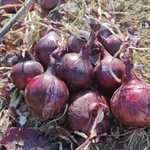 Фото №3 Лук репчатый манас оригинал лук стардас оригинал Кордай Казахстана