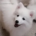 Фото №4 Щенки белоснежного японского шпица