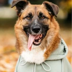 Фото №3 Марти в поиске дома