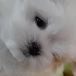 Фото №2 Роскошные девочки Мальтезе